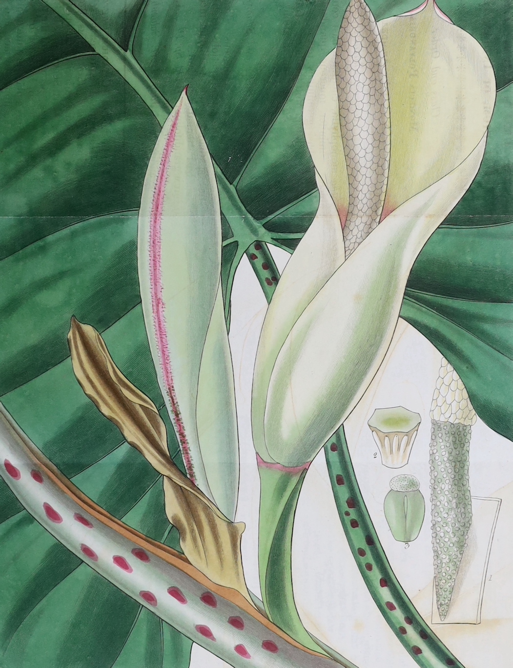 Curtis, William - A Botanical Magazine; or, Flower-Garden Displayed ... vols. IV, XI and XII (bound together), XIII and XV; New Series vol. VIII; Third Series vols. XII, XIV, XVI and XXIII. (10 vols).